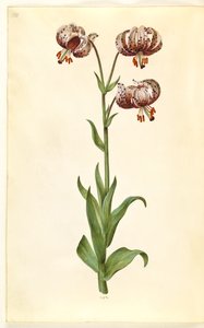 Lilium Martagon (Martagon Lily) by Hans Simon Holtzbecker