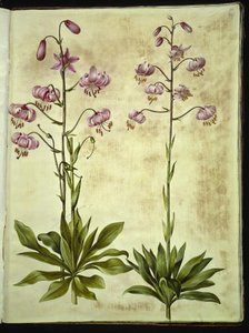 Lilium martagon by Hans Simon Holtzbecker