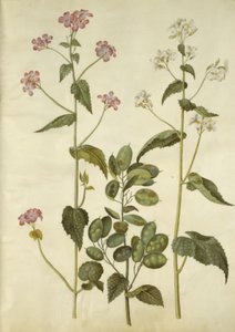 Lunaria Annua (Honesty) by Hans Simon Holtzbecker