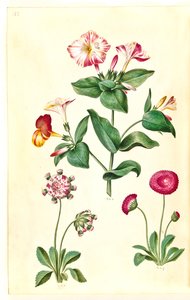 Mirabilis jalapa (Marvel of Peru); Bellis perennis (Common Daisy) by Hans Simon Holtzbecker