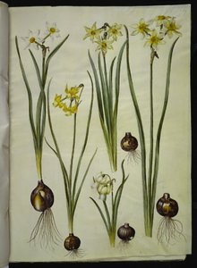 Narcissus poeticus; Narcissus triandrus; Narcissus ×medioluteus by Hans Simon Holtzbecker