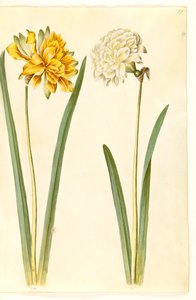 Narcissus pseudonarcissus (Daffodil) by Hans Simon Holtzbecker