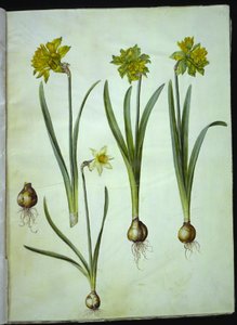 Narcissus pseudonarcissus; Narcissus ×incomparabilis (Garden Daffodil) by Hans Simon Holtzbecker