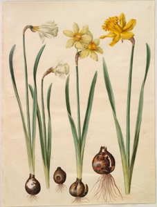 Narcissus pseudonarcissus moschatus; Narcissus ×medioluteus; Narcissus pseudonarcissus major by Hans Simon Holtzbecker