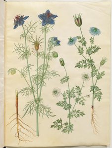 Nigella hispanica (Spanish Nigella); Nigella sativa (Black Cumin) by Hans Simon Holtzbecker