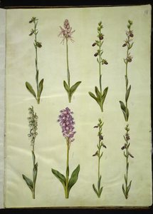 Ophrys apifera or Ophrys sphegodes (Bee Orchid or Early Spider Orchid); Orchis simia (Monkey Orchid); Ophrys apifera (Bee Orchid); Orchis (Orchid); Orchis militaris (Military Orchid); Ophrys insectifera (Fly Orchid) by Hans Simon Holtzbecker