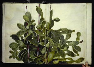 Opuntia ficus-indica, Opuntia humifusa, or Opuntia monacantha (species of prickly pear) by Hans Simon Holtzbecker