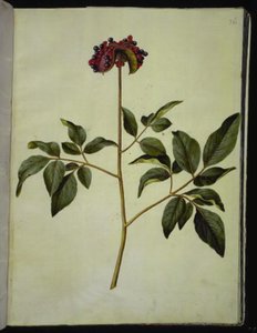 Paeonia mascula (male peony) by Hans Simon Holtzbecker