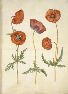 Papaver rhoeas (corn poppy) by Hans Simon Holtzbecker