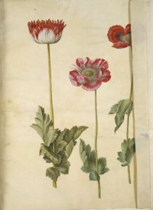 Papaver Somniferum (Opium Poppy) by Hans Simon Holtzbecker