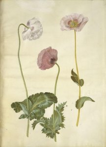 Papaver somniferum (opium poppy) by Hans Simon Holtzbecker