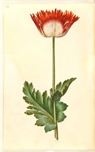 Papaver somniferum (Opium Poppy) by Hans Simon Holtzbecker