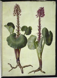 Petasites hybridus (Butterbur) by Hans Simon Holtzbecker