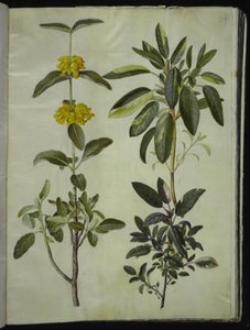 Phlomis fruticosa (Jerusalem Sage); Salvia officinalis (Common Sage) by Hans Simon Holtzbecker