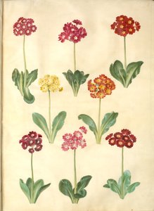 Primula ×pubescens (Garden Auricula) by Hans Simon Holtzbecker