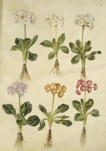 Primula ×pubescens (Garden Auricula) by Hans Simon Holtzbecker