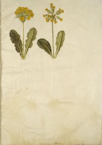 Primula Veris (Hybrid of Cowslip); Primula Veris (Cowslip) by Hans Simon Holtzbecker