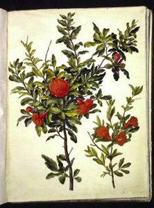 Punica Granatum (Pomegranate) by Hans Simon Holtzbecker