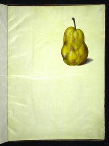 Pyrus communis (Common Pear) by Hans Simon Holtzbecker
