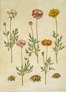 Ranunculus asiaticus (Garden Ranunculus) by Hans Simon Holtzbecker