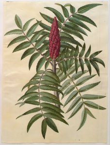 Rhus typhina by Hans Simon Holtzbecker