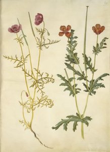 Roemeria hybrida (Violet Horned Poppy); Glaucium corniculatum (Red Horned Poppy) by Hans Simon Holtzbecker