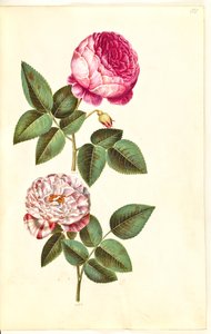 Rosa ×centifolia (centifolia rose); Rosa gallica versicolor (