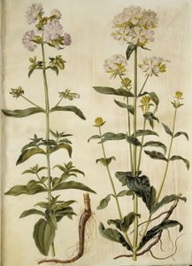 Saponaria officinalis (Common Soapwort) by Hans Simon Holtzbecker