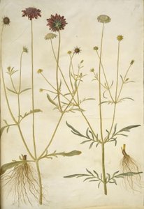 Scabiosa atropurpurea (Widow Flower); Scabiosa columbaria (Pigeon Scabious) by Hans Simon Holtzbecker