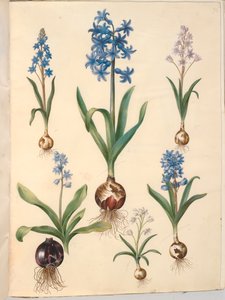 Two-leaf Squill; Common Hyacinth; Sky-blue Squill by Hans Simon Holtzbecker