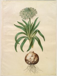 Scilla Peruviana (Giant Squill)