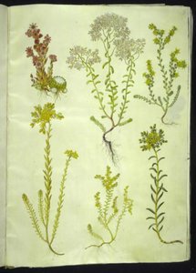 Sempervivum arachnoideum (Cobweb Houseleek); Sedum album (White Stonecrop); Sedum acre (Biting Stonecrop); Sedum rupestre (Rock Stonecrop); Sedum sexangulare (Six-rowed Stonecrop) by Hans Simon Holtzbecker