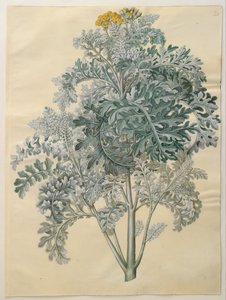 Senecio bicolor by Hans Simon Holtzbecker