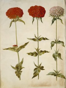 Silene chalcedonica (Burning Love) by Hans Simon Holtzbecker