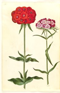 Silene chalcedonica (Maltese Cross); Dianthus barbatus (Sweet William) by Hans Simon Holtzbecker