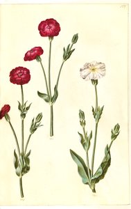 Silene coronaria by Hans Simon Holtzbecker