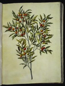 Solanum pseudocapsicum (Jerusalem Cherry) by Hans Simon Holtzbecker