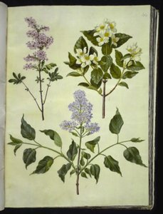 Syringa ×persica (Persian Lilac); Philadelphus coronarius (Mock Orange); Syringa vulgaris (Common Lilac) by Hans Simon Holtzbecker