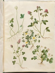 Trifolium repens (White Clover); Trifolium pratense (Red Clover); Oxalis corniculata (Creeping Wood Sorrel); Trifolium incarnatum (Crimson Clover); Oxalis acetosella (Wood Sorrel)