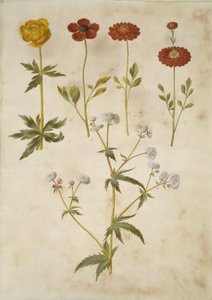 Trollius europaeus (European Globeflower); Ranunculus asiaticus (Garden Ranunculus); Ranunculus aconitifolius (Aconite-leaved Buttercup) by Hans Simon Holtzbecker