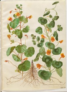 Tropaeolum minus (Dwarf Nasturtium) by Hans Simon Holtzbecker