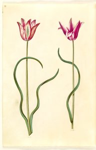 Tulipa clusiana (Clusius Tulip) by Hans Simon Holtzbecker