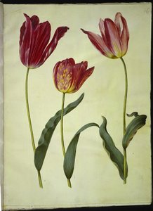 Tulipa Gesneriana (Garden Tulip)