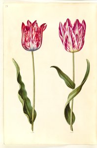 Tulipa gesneriana (Garden Tulip) by Hans Simon Holtzbecker