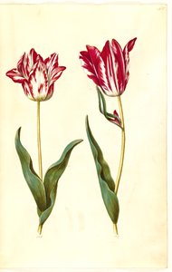 Tulipa gesneriana (Garden Tulip) by Hans Simon Holtzbecker