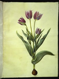 Tulipa gesneriana (Garden Tulip) by Hans Simon Holtzbecker