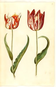 Tulipa gesneriana (Garden Tulip) by Hans Simon Holtzbecker