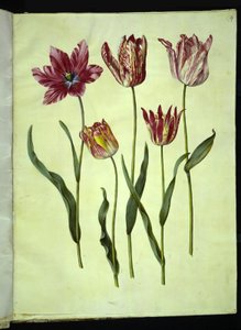 Tulipa gesneriana by Hans Simon Holtzbecker