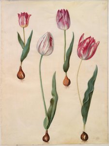 Tulipa gesneriana (Garden Tulip)