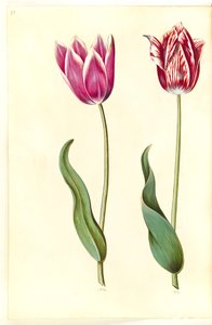 Tulipa gesneriana (Garden Tulip) by Hans Simon Holtzbecker